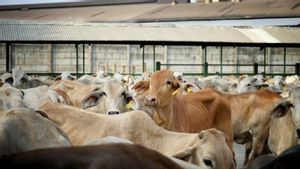 Les transactions de Kurban via BYOND atteignent 2,5 milliards de roupies en 2026