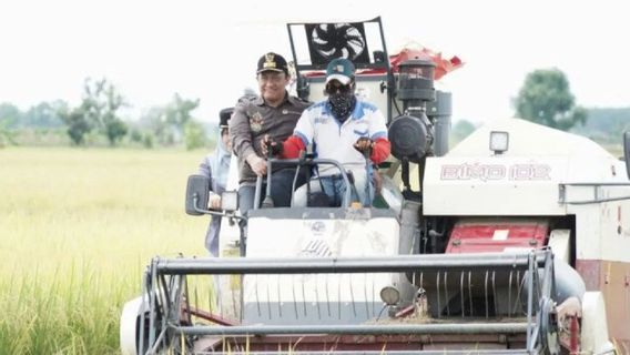 中加里曼丹的稻田开发:作物歉收的可能性和泥炭生态系统破坏的争议