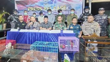 The Smuggling Of Protected Animals From Papua Was Thwarted By The Indonesian Navy In Banjarmasin