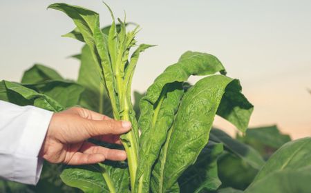 Daun Apa Saja yang Bisa Dibuat Pestisida? Gunakan Daun-Daun Ini