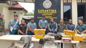 Balai Karatina Lampung Gagalkan Penyelundupan Kura-kura, Ikan Cupang Sampai Biawak
