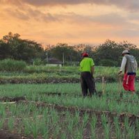 Pemkab Gunungkidul Tangani Serangan Hama Ulat Grayak di Sentra Bawang Merah