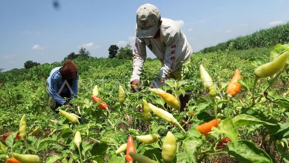 Jarak Tanam Cabe Rawit yang Ideal agar Panen Berlimpah