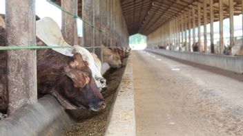 منع انتقال PMK ، حكومة مقاطعة لامبونغ تشدد دخول الماشية بين المناطق