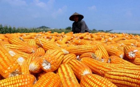 Atasi Harga Telur dan Daging, Bapanas Pastikan Penerima Pakan Impor hanya Peternak Kecil