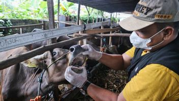 Dozens Of Cows In Sukabumi Infected With FMD And LSD