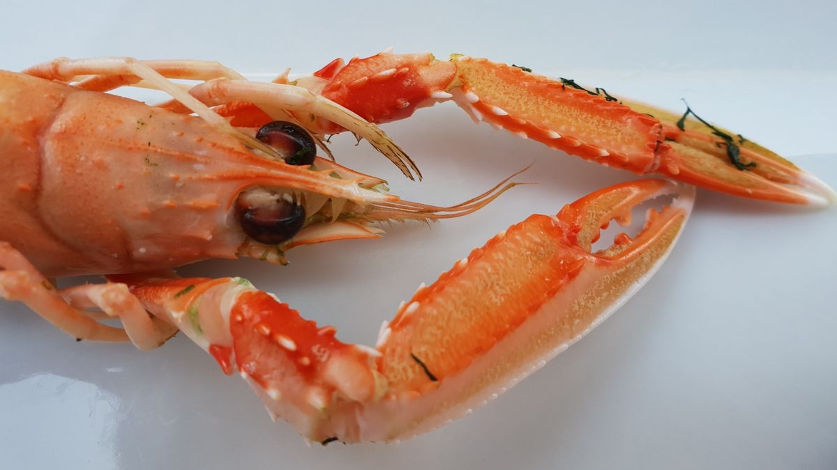 Pembudidaya Lobster: Permen KKP Jelas-Jelas Memihak ke Pengusaha, Bukan ke Nelayan