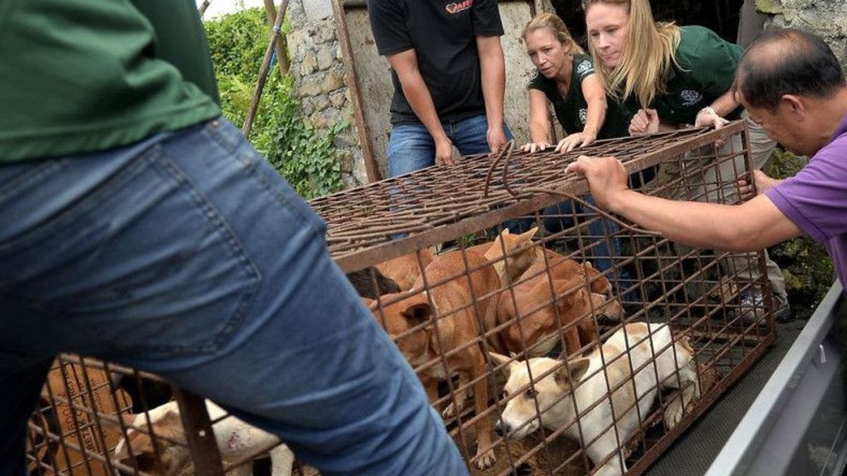 South Korea Approves Bill On Prohibition Of Dog Meat Consumption