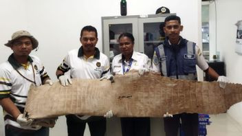 L’équipe de quarantaine de Papouasie du Sud sécurise le crocodile Utuh à l’aéroport de Mopah