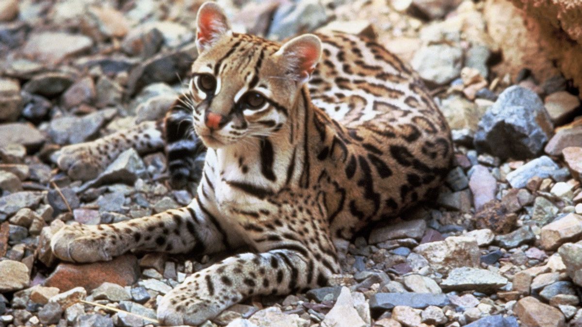 与美国协调，哥伦比亚在反走私行动中营救了1000多只豹猫和蛇