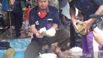 PT Timah Bantu 3.000 Bibit kepada Pemdes Belo Laut untuk Wujudkan Desa Sentra Durian Namlung