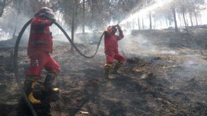 Ratusan Hektare Terbakar, Tim Gabungan Berjuang Jinakkan Api di Riau