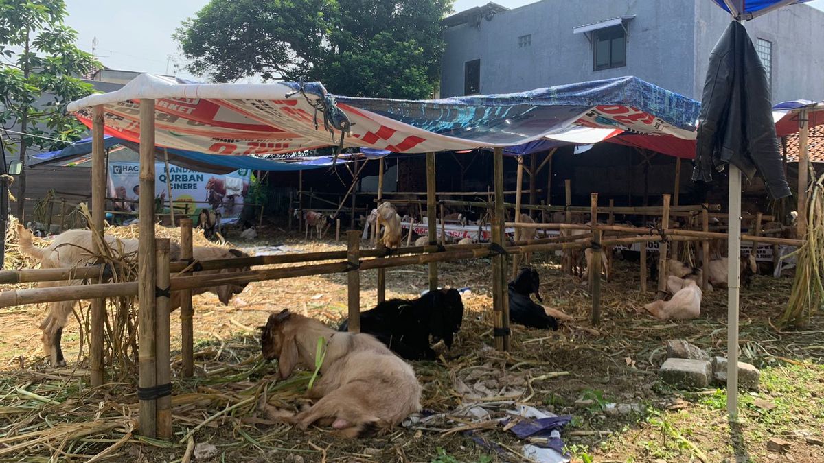 Unaffected By PMK Issues, Sales Of Sacrificial Animals In Cinere Depok Increase By 20 Percent