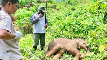 Anak Gajah di Aceh Terkena Jerat, Belalai Hampir Putus