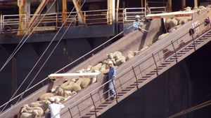 Kapal Pengangkut 15 Ribu Domba Tenggelam di Pelabuhan: 700 Ekor Berhasil Diselamatkan, Kerugian Rp54 Miliar 