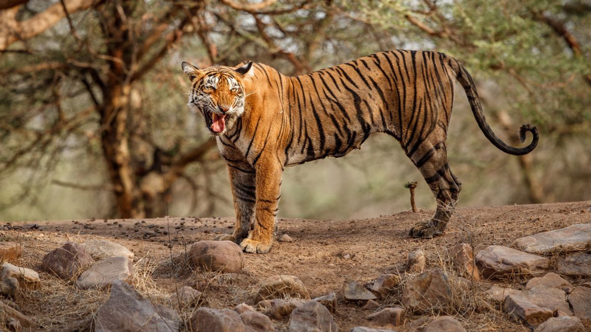 インドネシアで飼育が禁止されている保護された希少動物のリスト