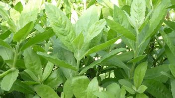 蕨叶的特征，别名和好处