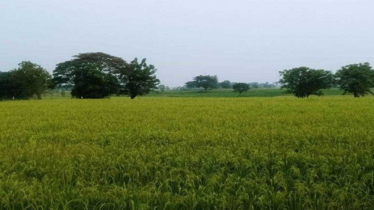 雨季を希望して、Lebak農業事務所は45,000ヘクタールの米を植えることを目標としています