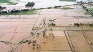 Satgas PRR Rehabilitasi Ribuan Hektare Sawah Terdampak Bencana