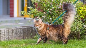 9 Bahasa Tubuh Kucing yang Harus Anda Kenali Gerakan Ekornya, Cara Anabul Berkomunikasi
