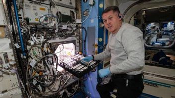 Setelah Lobak dan Selada Merah, Astronot Kini Tanam Cabai di Stasiun Luar Angkasa