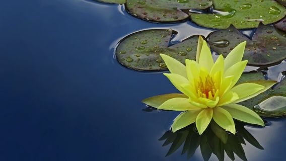 なぜ蓮の植物は花を咲かせにくいのか?肥沃さを保つためにそれを世話する方法は次のとおりです