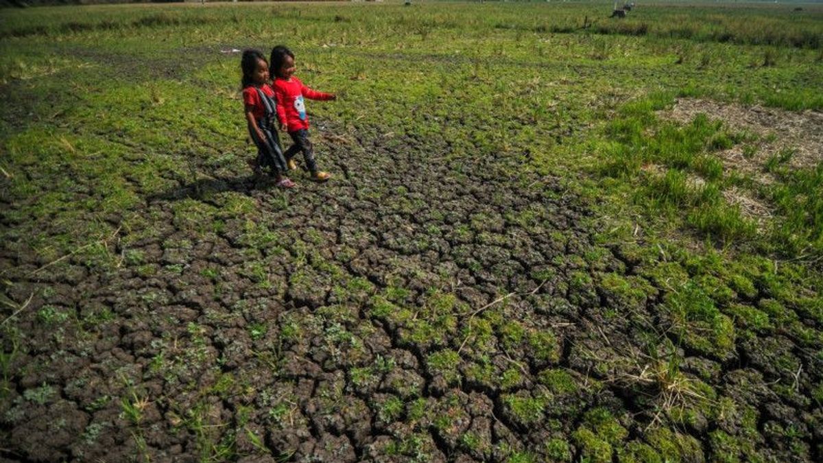 BNPB:爪哇至努沙登加拉警惕9月至10月底的干旱