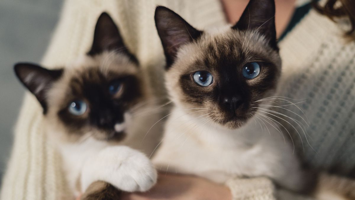 Mengenal 5 Perbedaan Kucing Himalaya dan Siam
