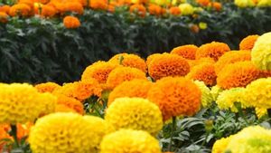 Manfaat Bunga Marigold, Salah Satunya untuk Pengelihatan