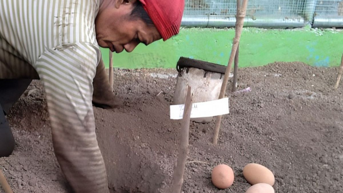 PLN Lestarikan Satwa Langka dengan Berhasil Tetaskan 9 Telur Burung Maleo
