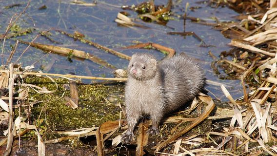 Government Destroyed Animals Due To COVID-19, Danish Mink Farmers Demand 600 million Danish Krone In Compensation