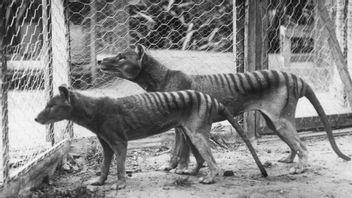 Sisa-sisa Harimau Tasmania Terakhir 'Terselip' di Lemari Museum, Mengecoh Kurator dan Peneliti Selama 85 Tahun