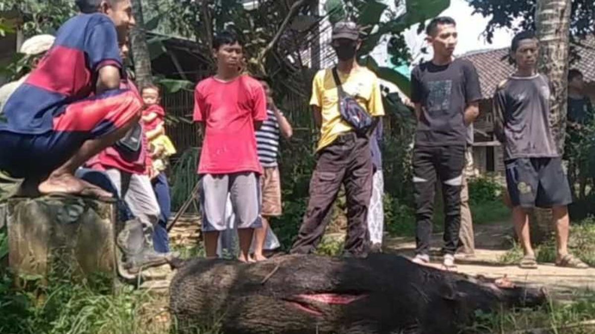3 Windusari Villagers In Magelang Injured By Wild Boars