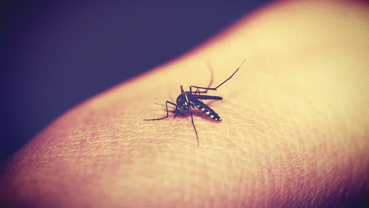 布林研究人员：疟疾控制计划必须整合