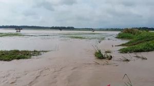 6.915 Hektare Sawah Milik Warga Lampung Selatan Terendam Banjir Imbas Hujan Deras