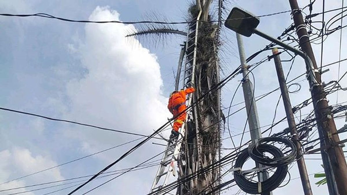 Les Pompiers Du Sud De Jakarta évacuent Des Chats De Kampung Piégés Pendant 3 Jours Sur Des Palmiers