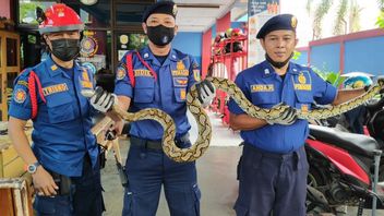 2つの別々の場所で将校によって逮捕された2匹のニシキヘビ