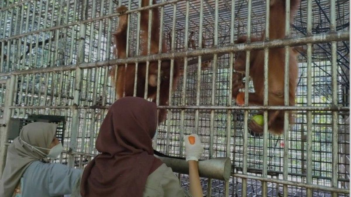 BBKSDA شمال سومطرة يرسل 5 Orangutans إلى جامبي
