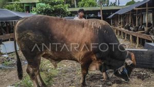 テルナテの犠牲者のための859キログラムのリムーシンの牛を購入する大統領