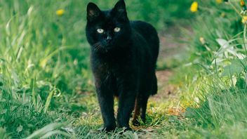 Is It True That Black Cat Brings Siad? Be Careful Myth! Come On, Get To Know Your Properties And Facts