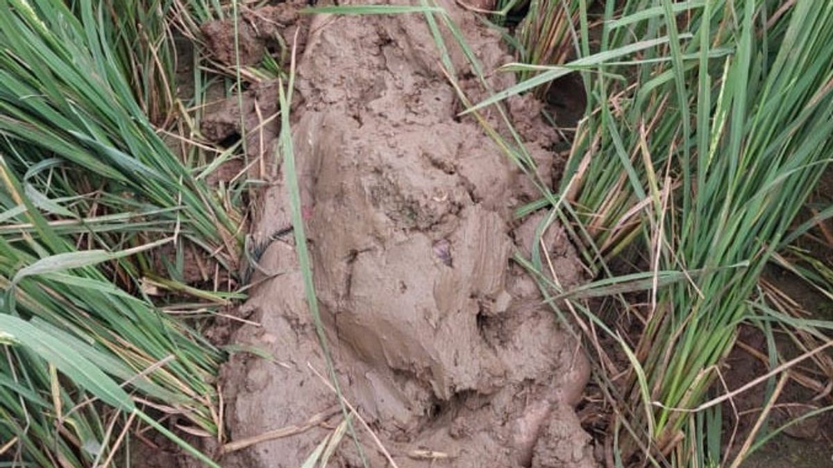 銀行ジャテンチラキャップの前、半分のエージェンシー、泥だらけの田んぼの埋葬地で男性の死体の発見