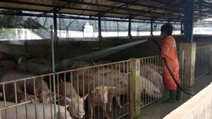 Kementan: Singapura Siap Buka Impor Karkas Babi dari Indonesia