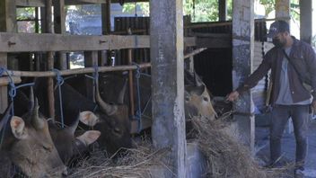 预防口甲病，达摩再也筛查每头进入雅加达的奶牛