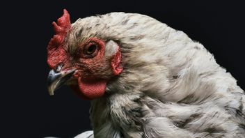 How To Overcome Chickens Don't Want To Eat: Beginners Must Read!