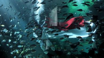 潜水员在阿普尔瓦凯宾斯基巴厘岛珊瑚餐厅水族馆挥动红白相间的海浪