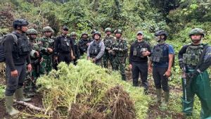 Tim Gabungan Temukan Empat Kebun Ganja di Kampung Aldom-Pegubin