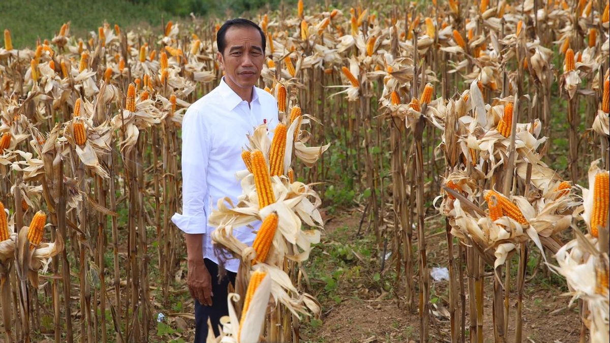 Harga Jagung Makin Manis, Airlangga Diminta Jokowi Genjot Produksi Nasional