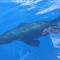 Rare Phenomenon Of Orca Whale Appearance In Anambas Waters