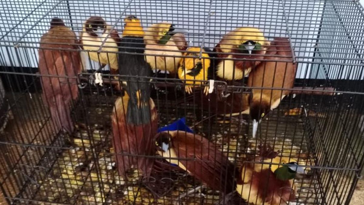 Bring 180 Protected Birds From Papua, US Private Pilot Becomes Suspect