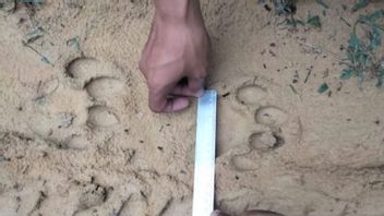 リアウ・ペラワンパームプランテーションで発見されたスマトラトラの痕跡